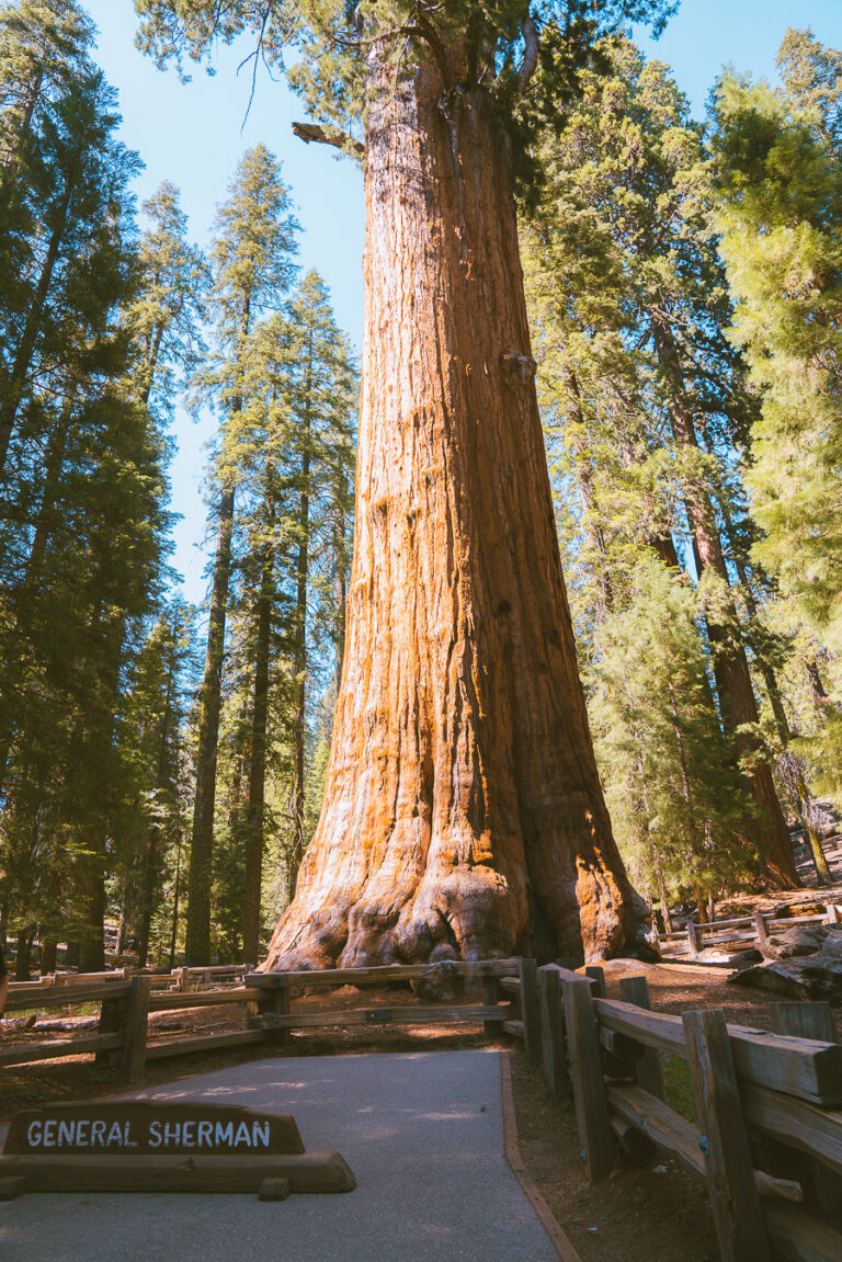 Things To Do In Sequoia National Park Must See Attractions The