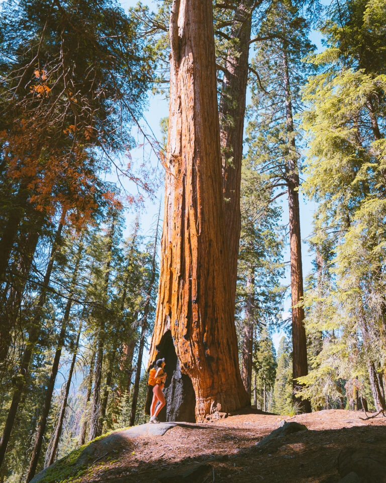 Things To Do In Sequoia National Park Must See Attractions The