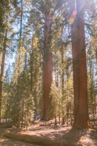 Best Time To Visit Sequoia National Park A Guide For The