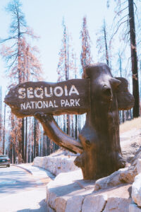 Best Time To Visit Sequoia National Park A Guide For 2024 The