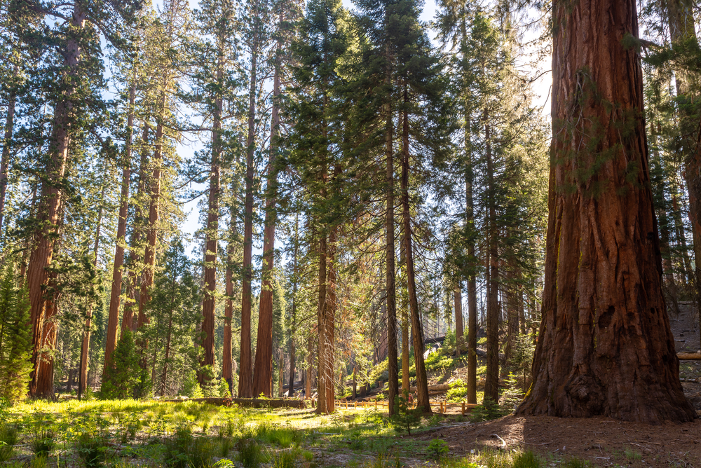 Yosemite Photography