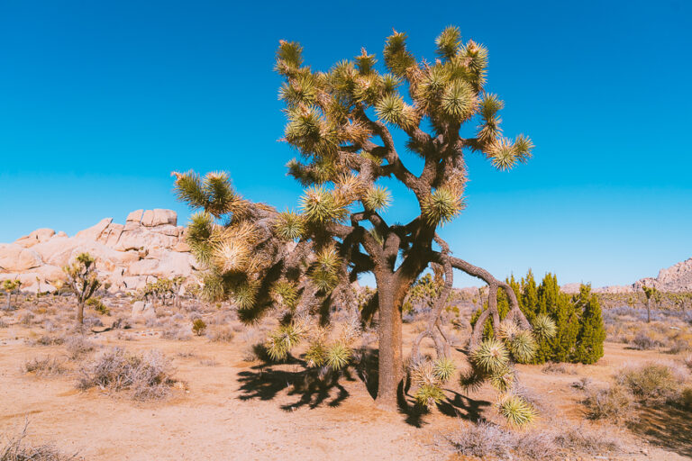 19 Best Things to Do in Joshua Tree National Park, California