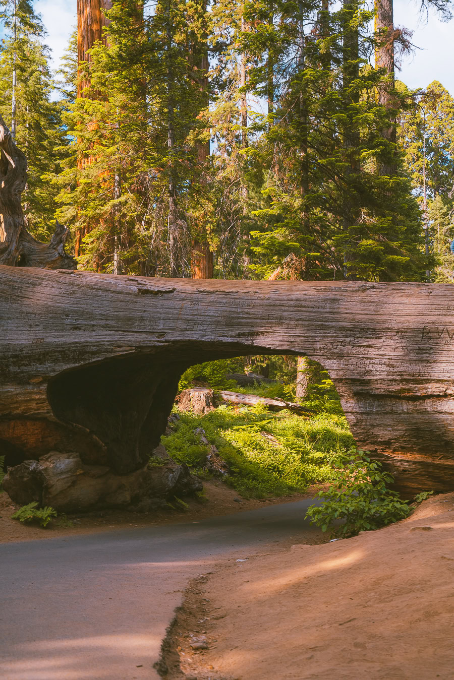 Sequoia National Park Itinerary