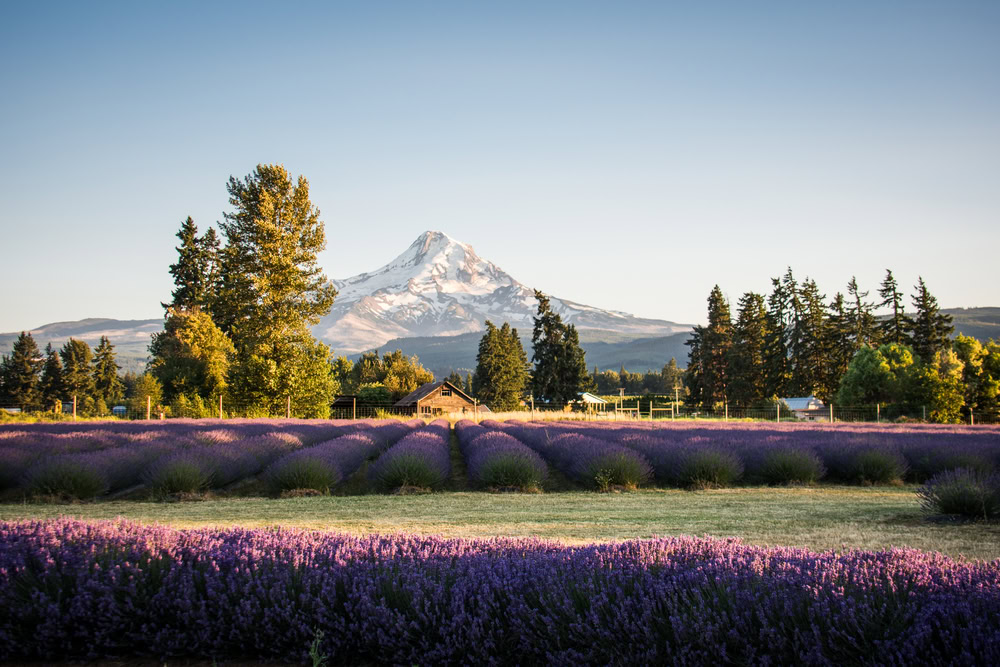 Things to Do in Hood River