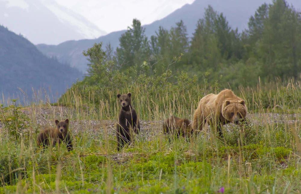 How to Visit Glacier Bay National Park