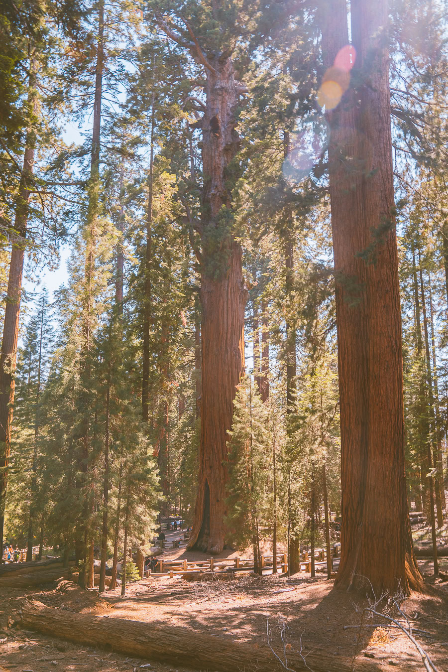 Best Time To Visit Sequoia National Park