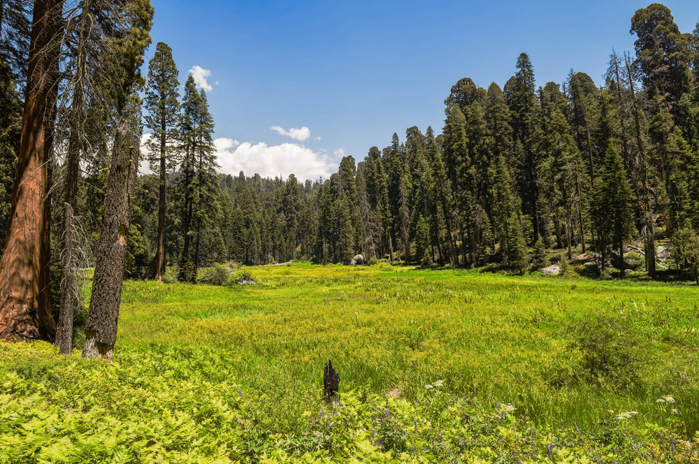 Best Time To Visit Sequoia National Park