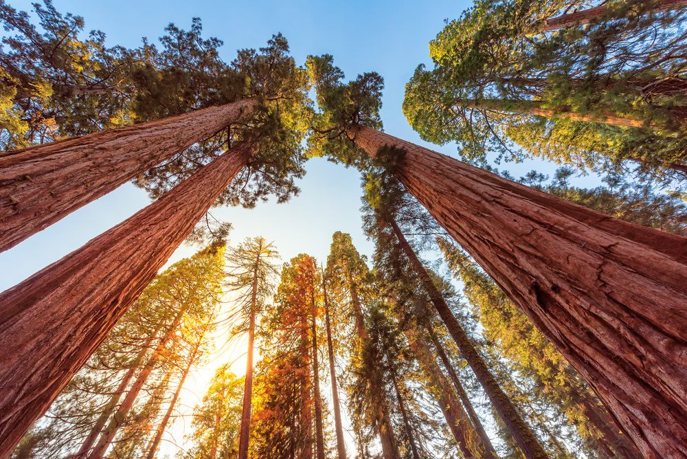 Best Time To Visit Sequoia National Park