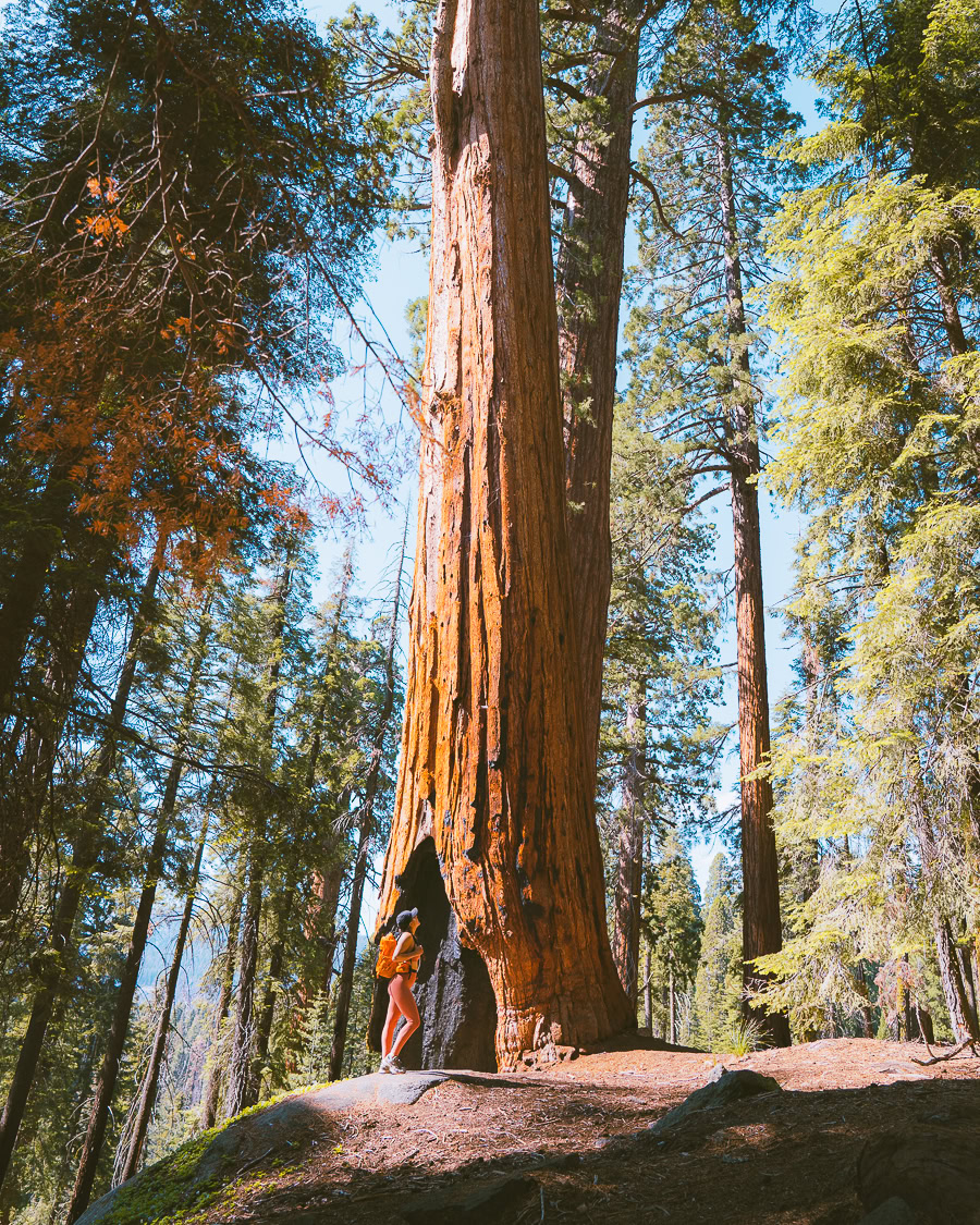 Best Time To Visit Sequoia National Park