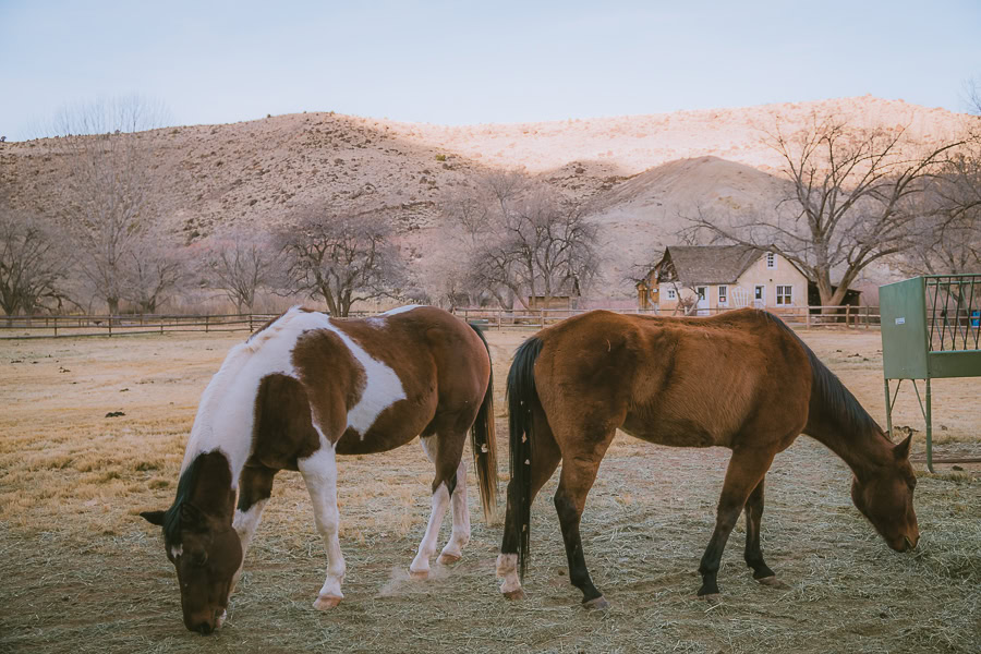 Best Time to Visit Capitol Reef National Park