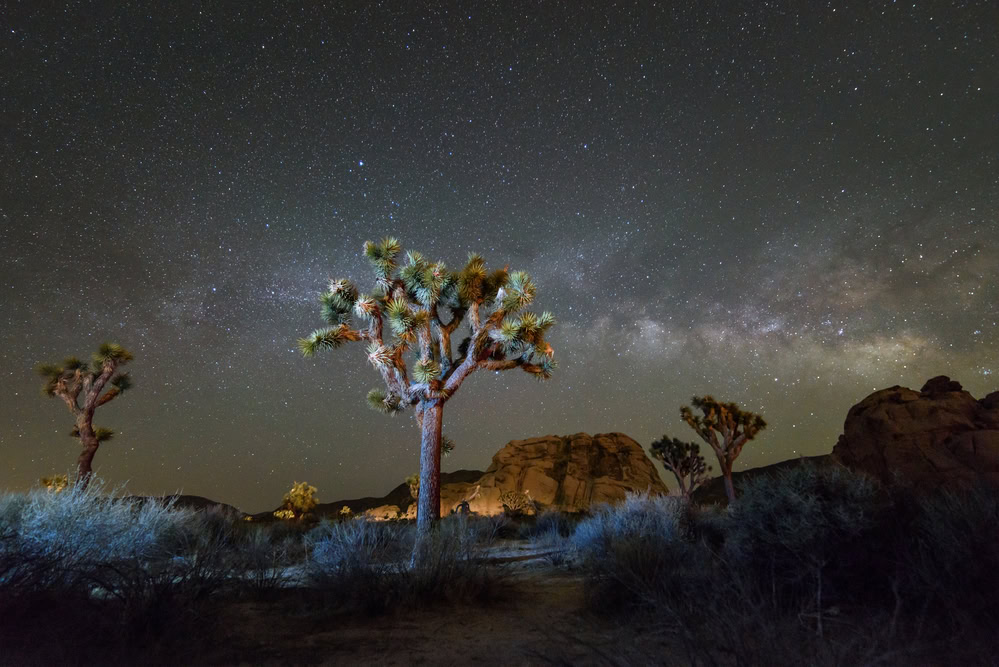 best time to visit Joshua tree