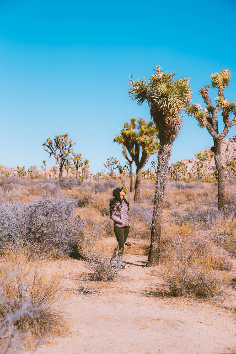 best time to visit Joshua tree