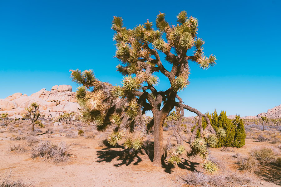 best time to visit Joshua tree