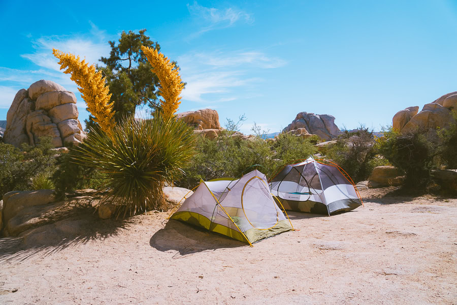 best time to visit Joshua tree