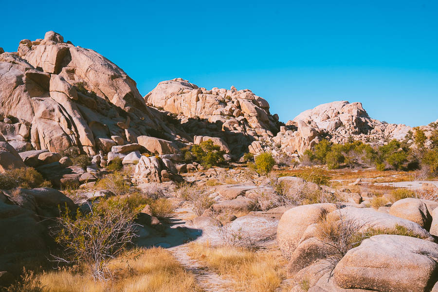 Day Trip to Joshua Tree