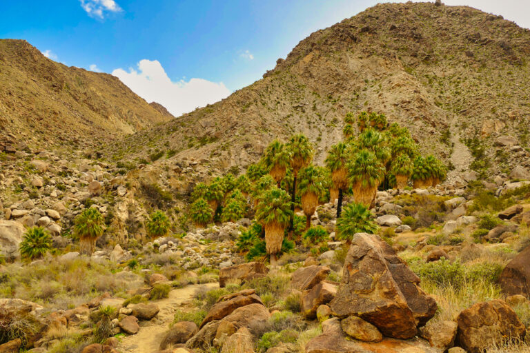 The Ultimate Day Trip to Joshua Tree National Park