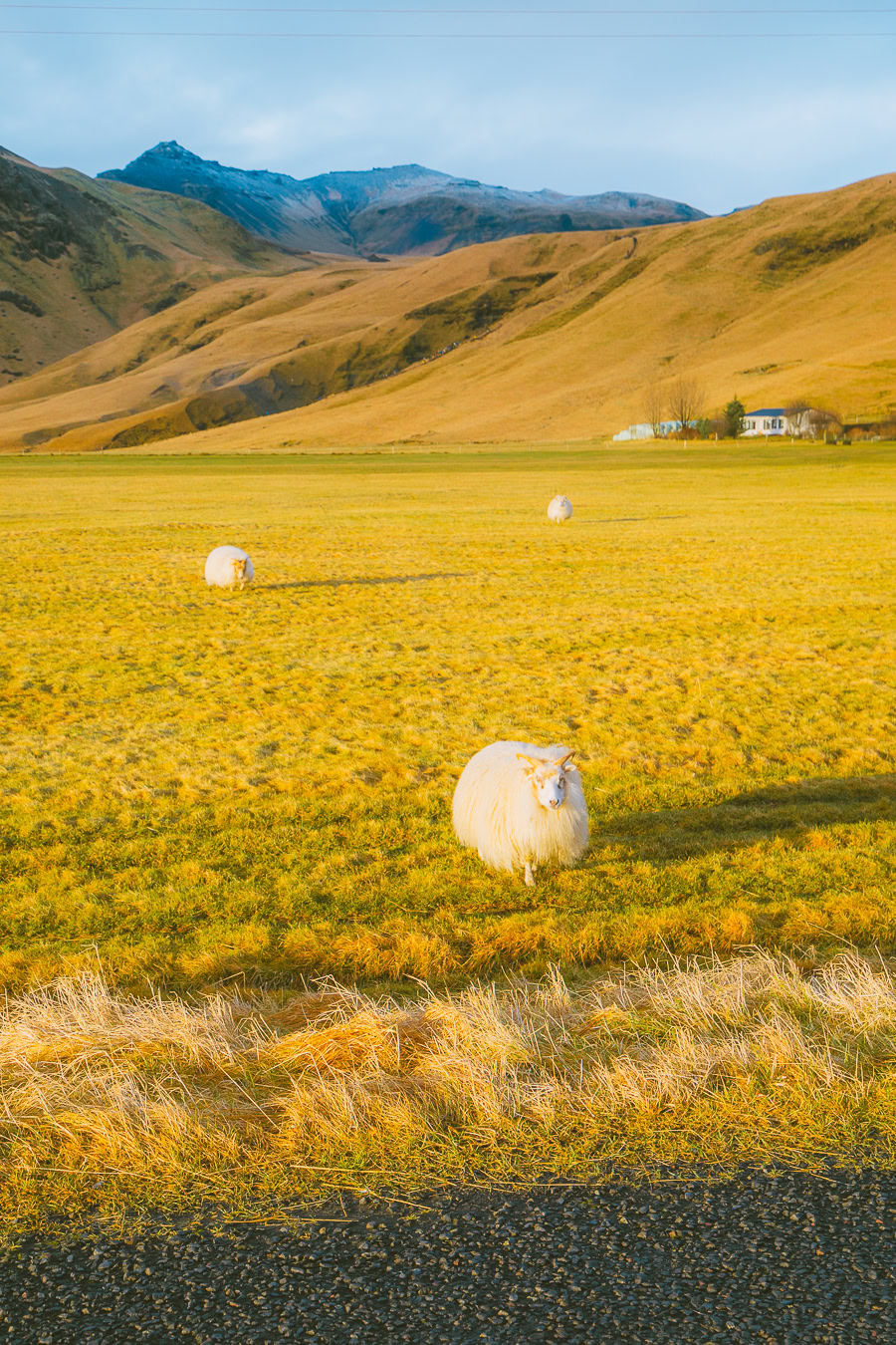 Day Trips From Reykjavik