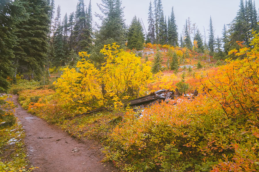 Heather Maple Pass Loop