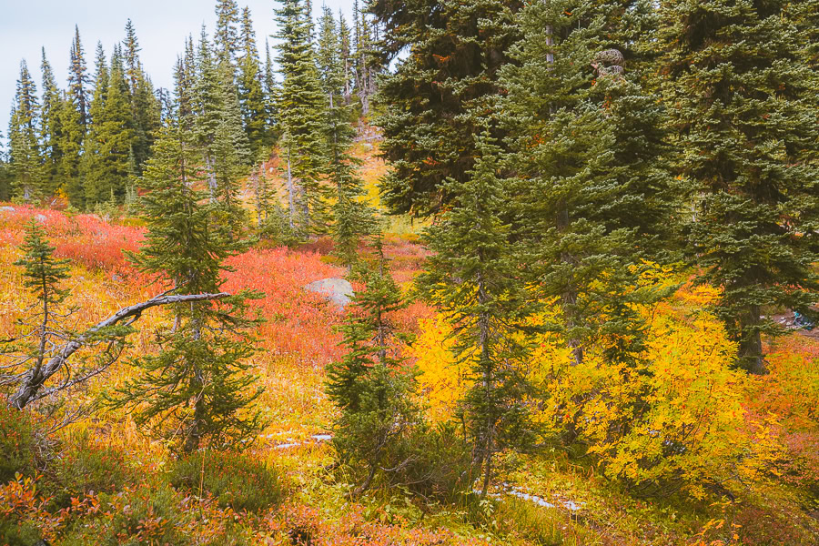 Heather Maple Pass Loop