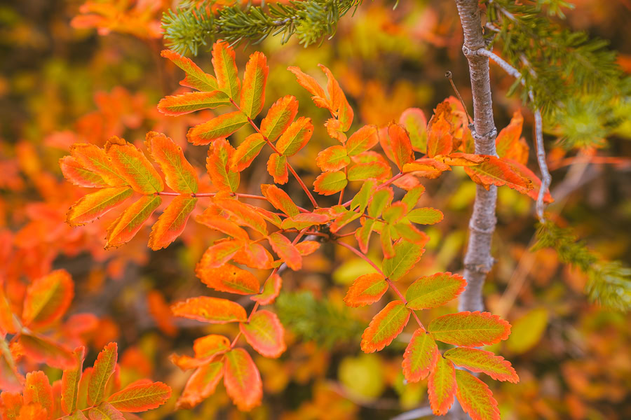 Heather Maple Pass Loop