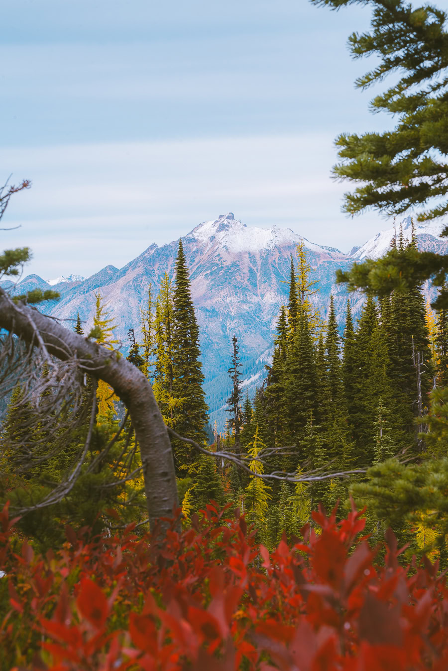 Heather Maple Pass Loop