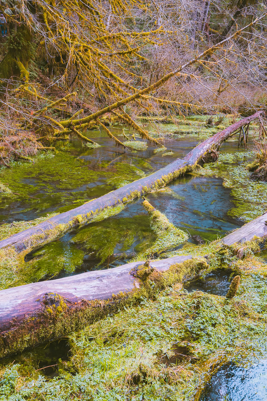 hiking in the hoh rainforest