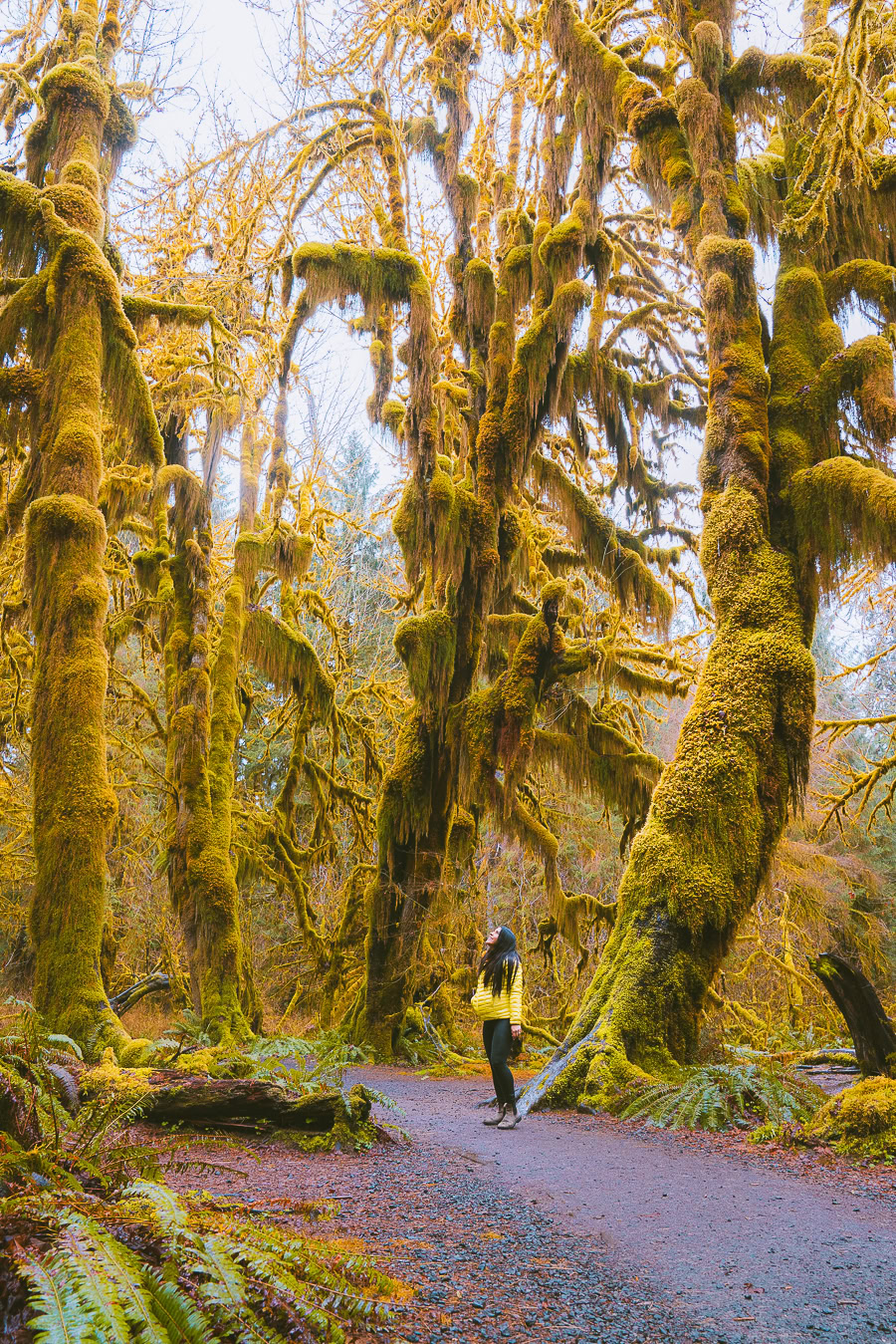 hiking in the hoh rainforest