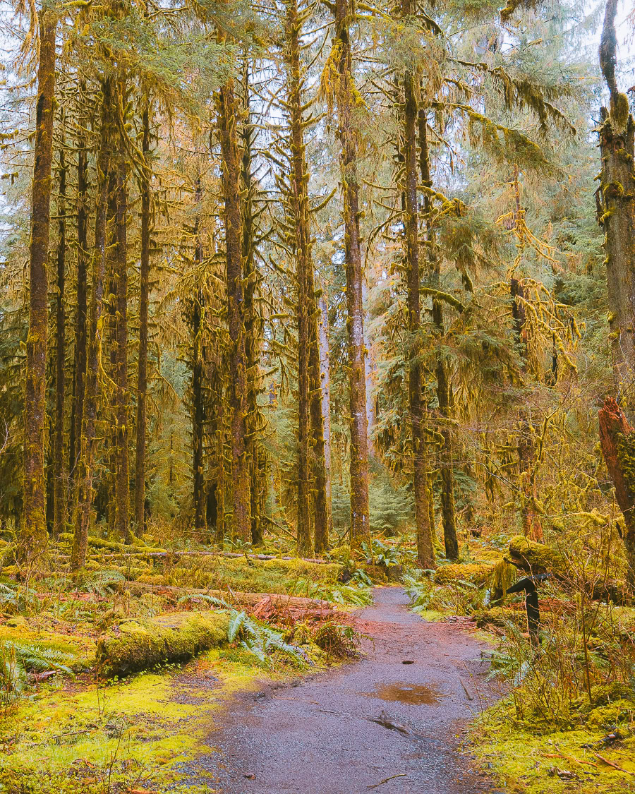 hiking in the hoh rainforest