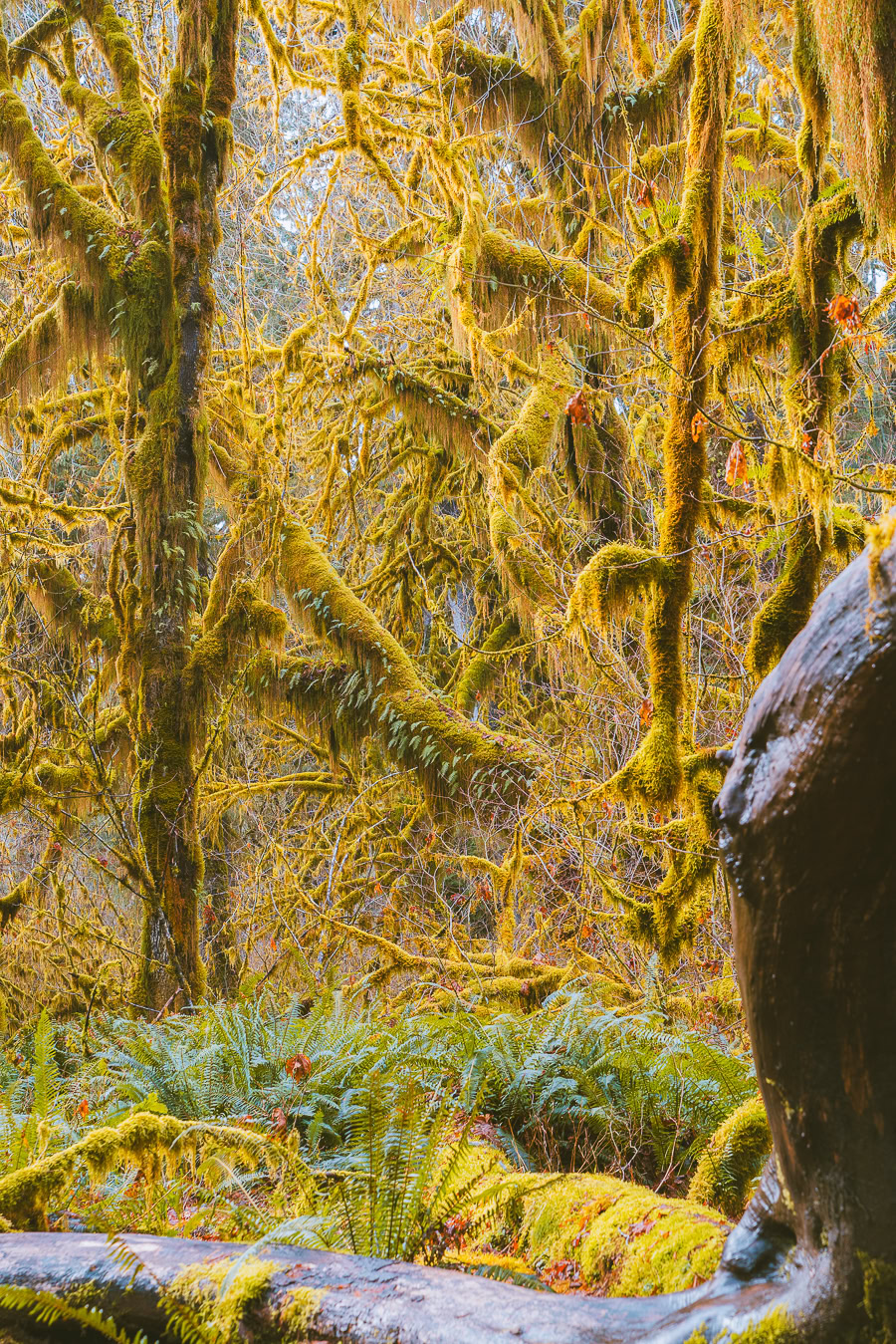 hiking in the hoh rainforest