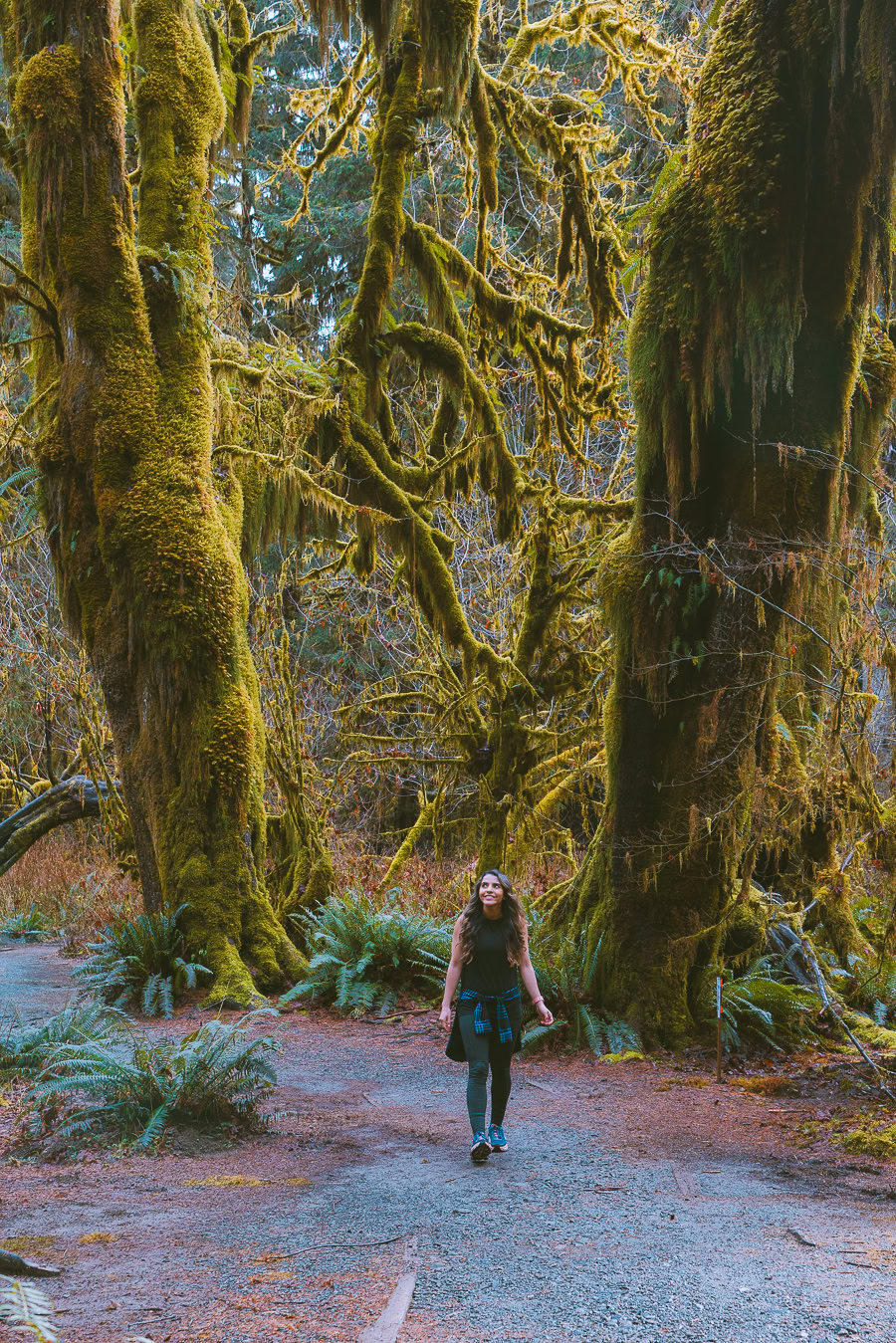 hiking in the hoh rainforest