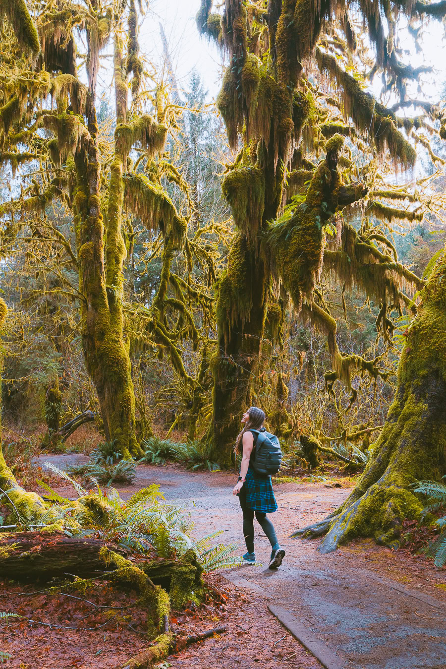 hiking in the hoh rainforest