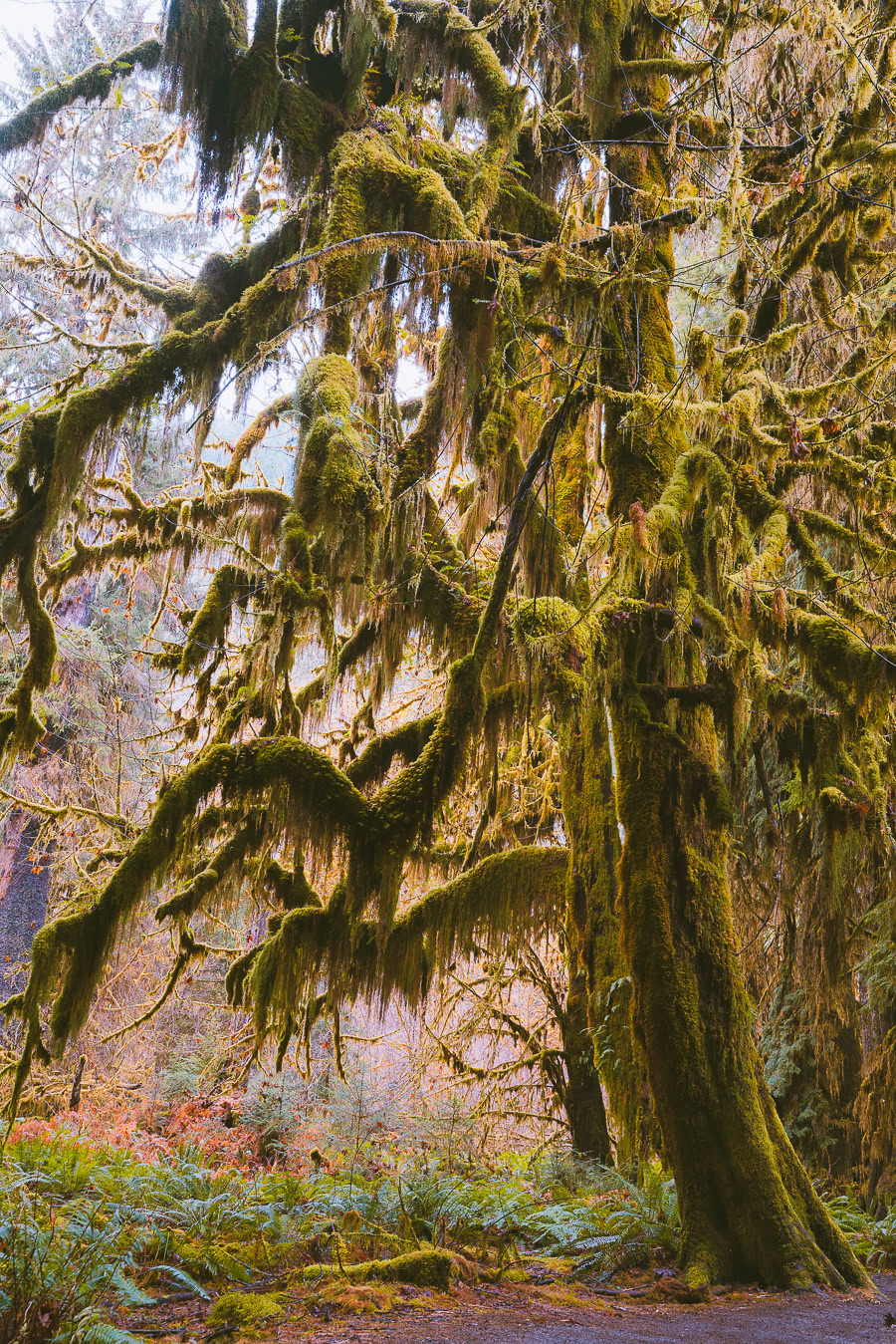 hiking in the hoh rainforest