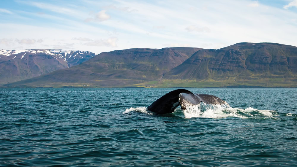 Things to Do in Reykjavik