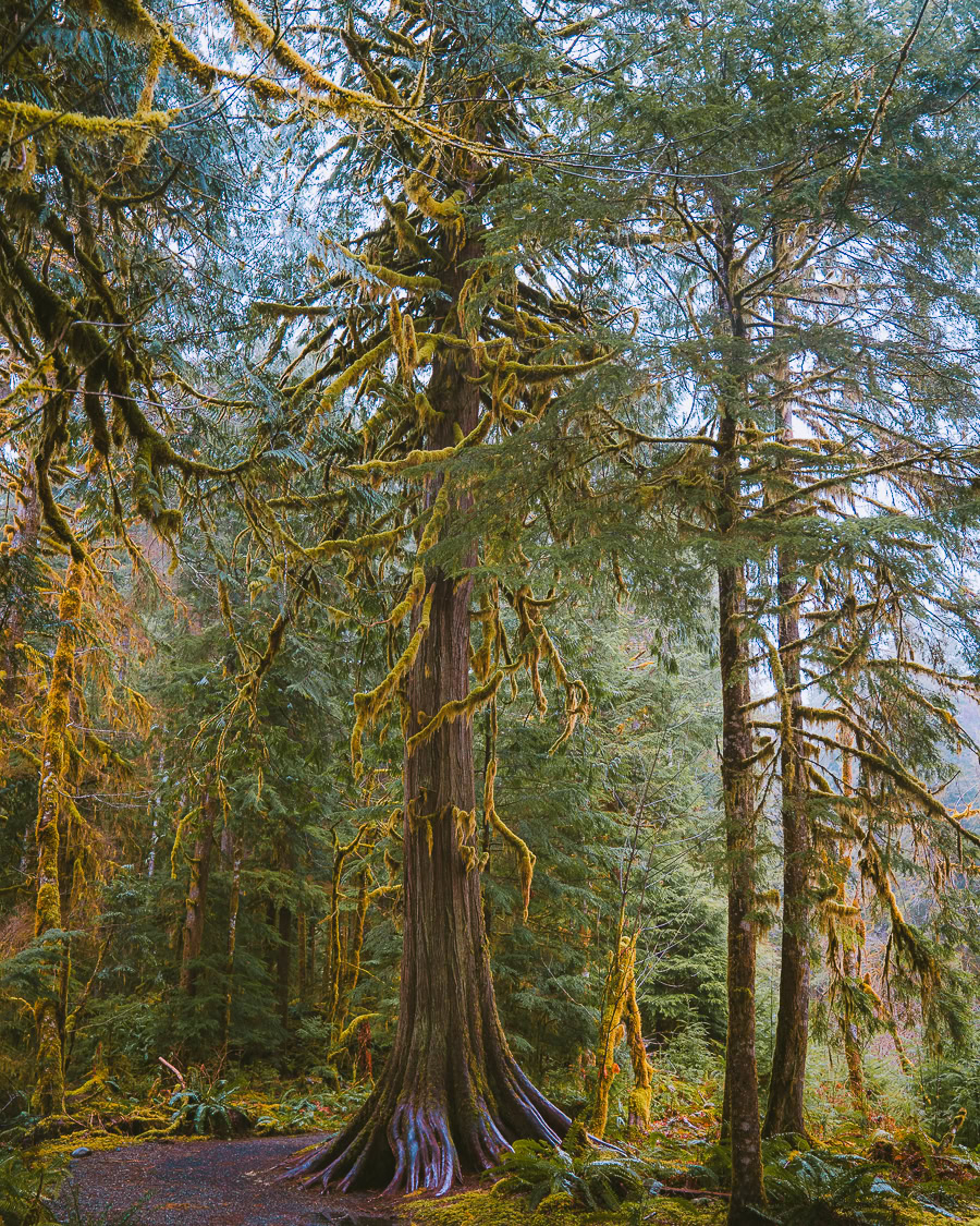 Olympic Peninsula Road Trip